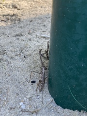 Stagmomantis carolina