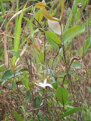 Ancylobothrys petersiana