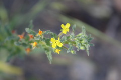 Camissoniopsis micrantha