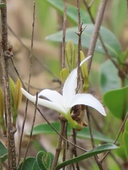 Ancylobothrys petersiana