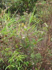 Ancylobothrys petersiana