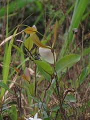 Ancylobothrys petersiana