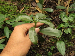 Gaiadendron punctatum