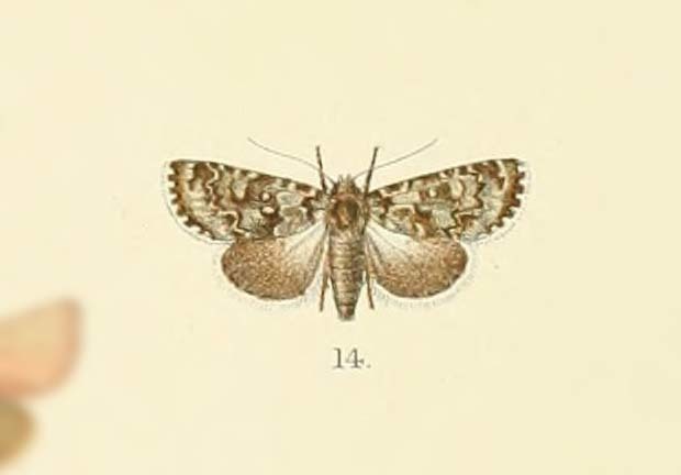 Cryphia lichenea