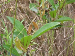 Ancylobothrys petersiana