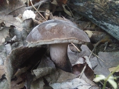 Tylopilus alboater