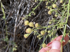 Baccharis plummerae