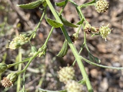 Baccharis plummerae