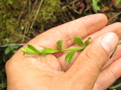 Baccharis bogotensis
