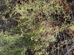 Baccharis plummerae