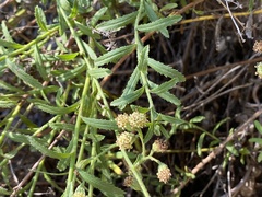 Baccharis plummerae