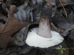Tylopilus alboater
