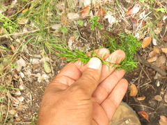 Hypericum juniperinum