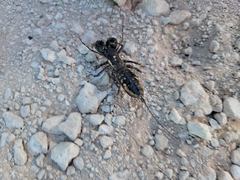 Mastigoproctus giganteus