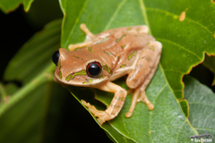 Natal Tree Frog photo 2