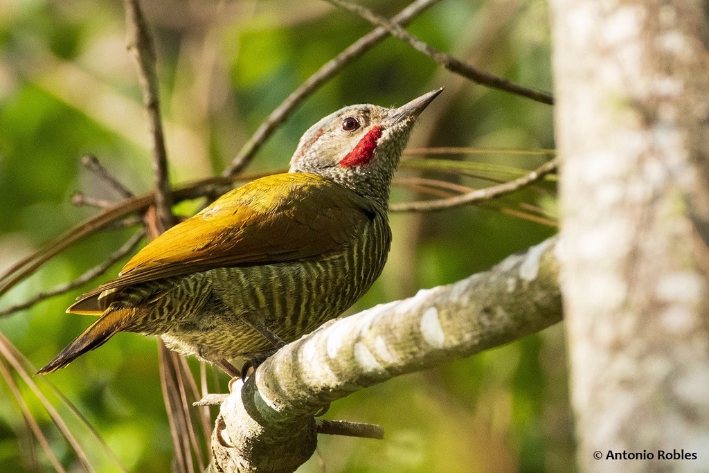 Gray-crowned Woodpecker photo