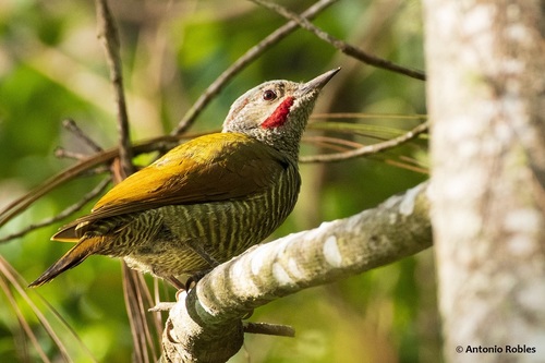 Gray-crowned Woodpecker