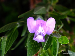 Justicia axillaris