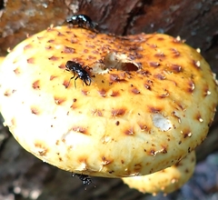 Oxyporus stygicus