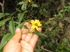 Bidens rubifolia