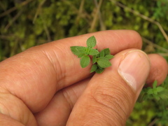 Chaetolepis microphylla