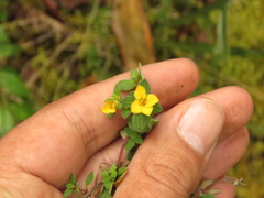 Chaetolepis microphylla