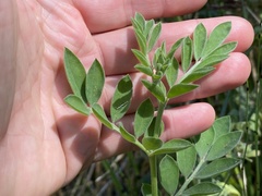 Acmispon grandiflorus