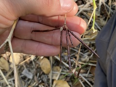 Acmispon grandiflorus