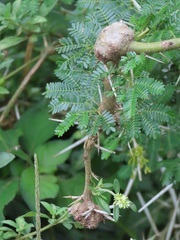 Cephalotelium macowanianum