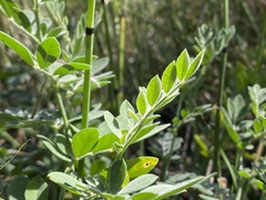 Acmispon grandiflorus