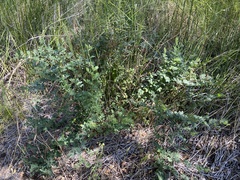 Acmispon grandiflorus