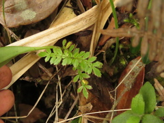 Weinmannia tomentosa