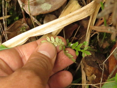 Weinmannia tomentosa