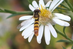 Sphaerophoria contigua