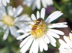 Sphaerophoria contigua