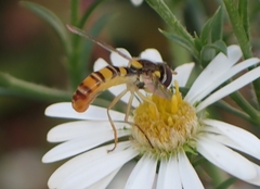 Sphaerophoria contigua