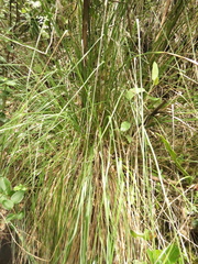 Cortaderia hapalotricha