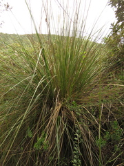 Cortaderia hapalotricha