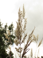Cortaderia hapalotricha