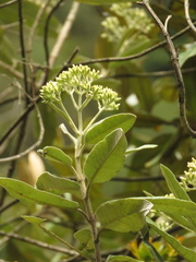 Ageratina asclepiadea