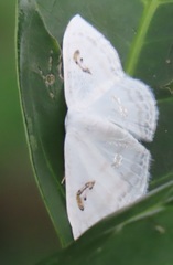 Problepsis digammata