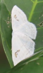 Problepsis digammata