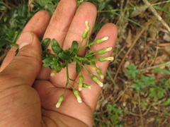 Baccharis bogotensis