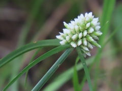 Cyperus dubius