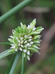 Cyperus dubius