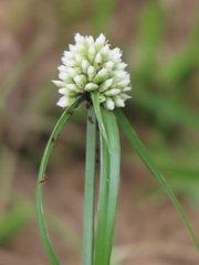 Cyperus dubius