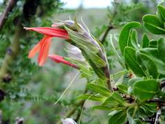 Justicia xylosteoides