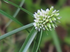 Cyperus dubius