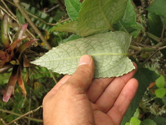 Munnozia senecionidis