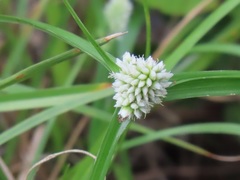 Cyperus dubius